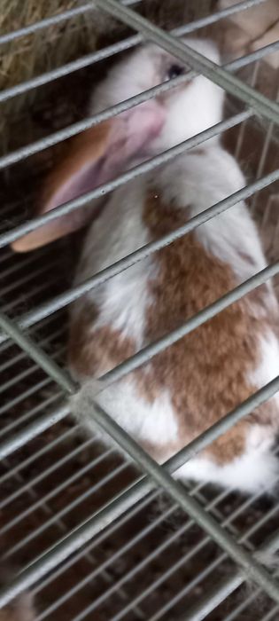 Vendo coelhos de raça grande