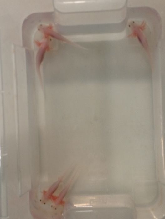 Axolote leucistico