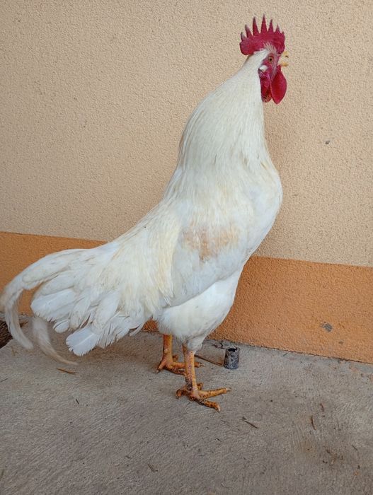 Sprzedam  dorosłego koguta