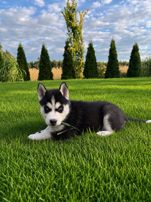 Szczeniak siberian husky piesek