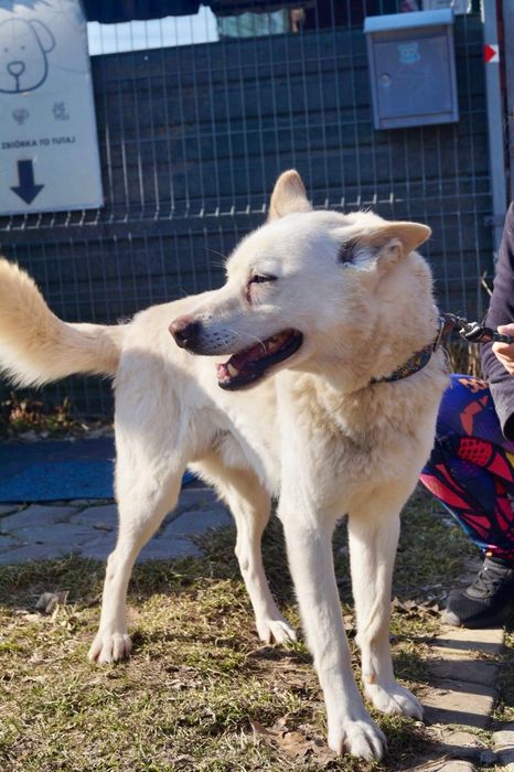 Biały mix husky szuka domu