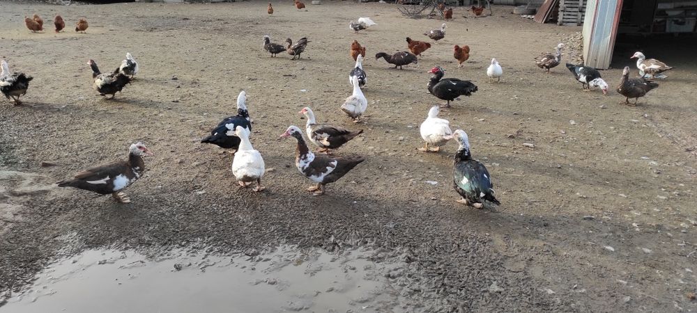 Indyki z własnej hodowli, kaczki