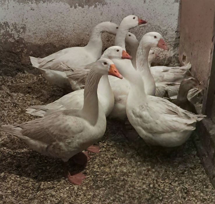 Witam ,sprzedam   gęsi I kaczki