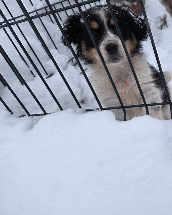 Oddam za darmo pieski