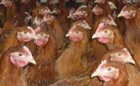 Kury Nioski młode z pierwszym jajkiem ROSA LEGHORN MESSA.Hurt-Detal