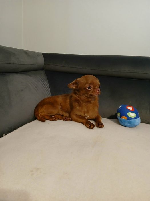 Piesek chihuahua
