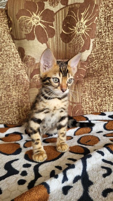 Бенгальские котята клубные.