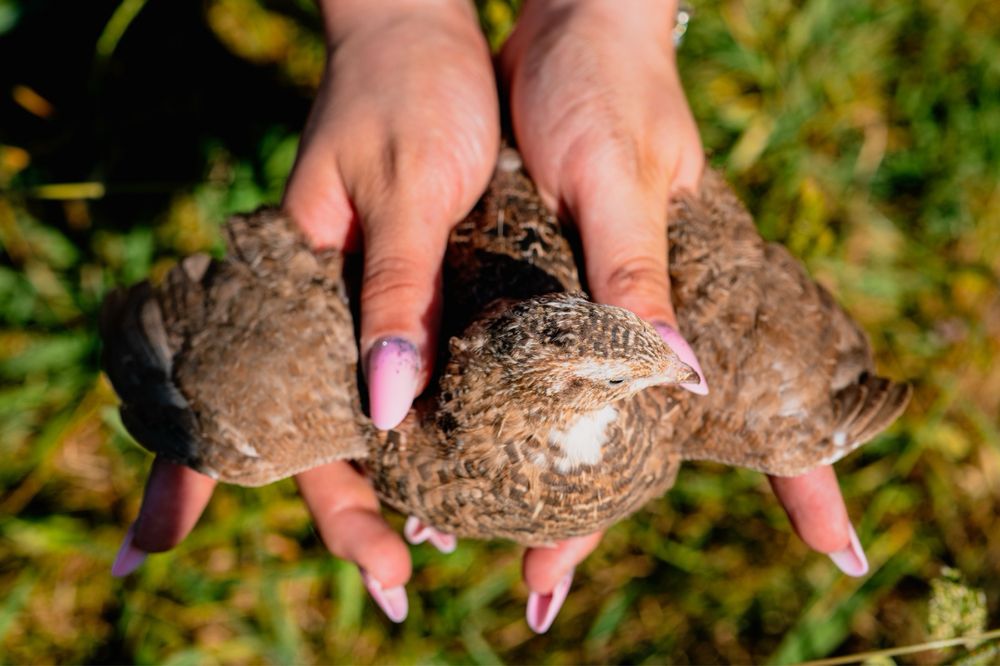 Ovos codorniz gigante galados e para consumo