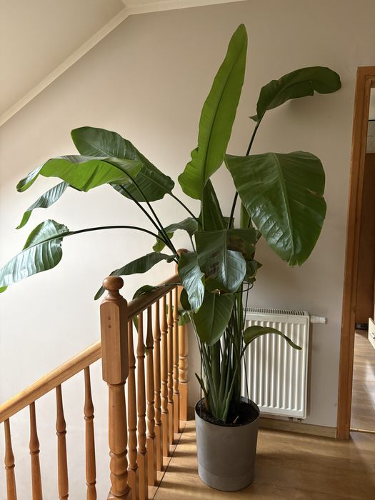 Strelicja pow. 2m wysokość.