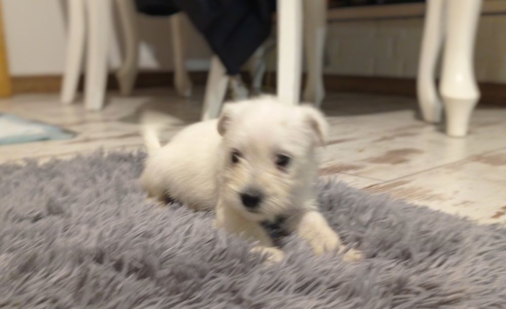 sznaucer miniaturowy miniaturka biały samiec