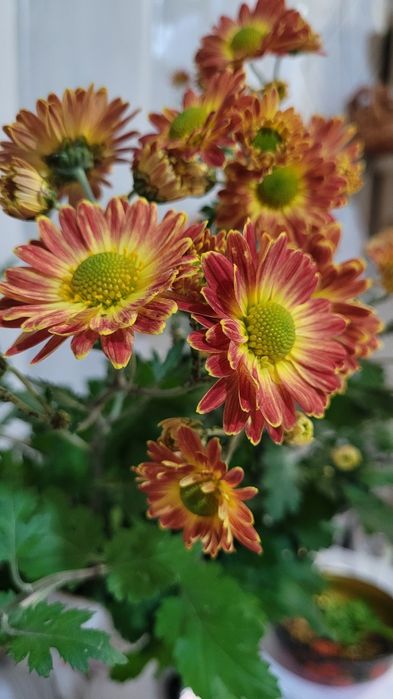 Продам  рассаду хризантем