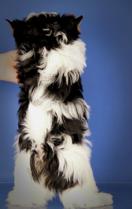 Хлопчики/цуценята бівери