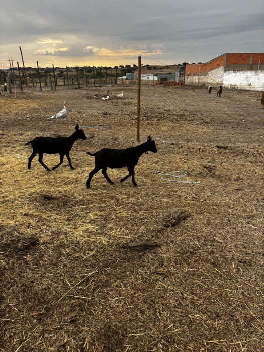 casal de cabras murcianas