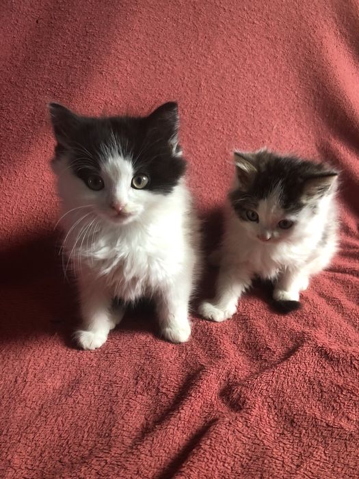 Віддам безкоштовно чарівних кошенят в добрі руки