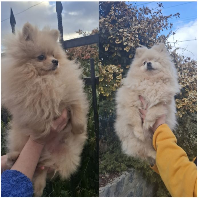 Хлопчик та дівчинка.