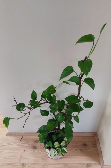 Kwiat domowy epipremnum złociste i  happy leaf