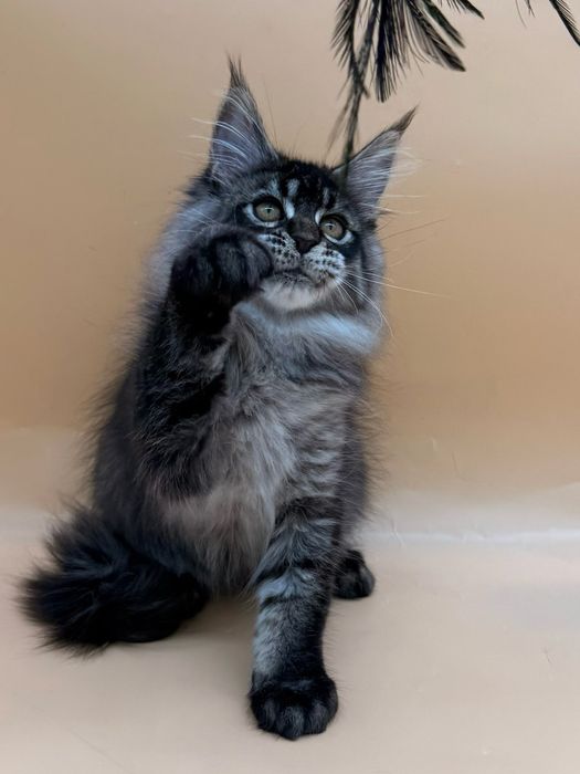 Мейн кун котенок девочка