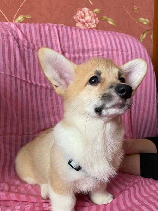 Вельш коргі пемброк, дівчинка