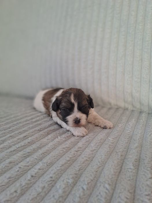 Piesek Hawańczyk do REZERWACJI