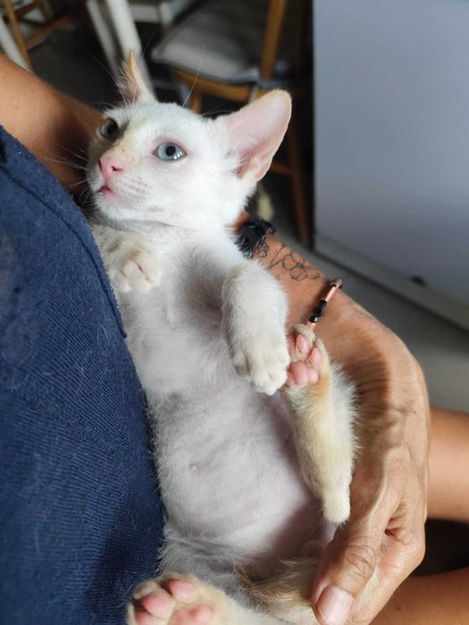 Gatas bebés para adoção consciente