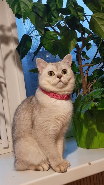 Шотландська шиншилка шукає чемного кавалера