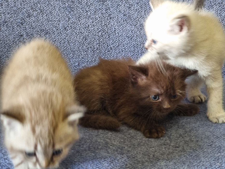 Шоколадний кот ждет семю