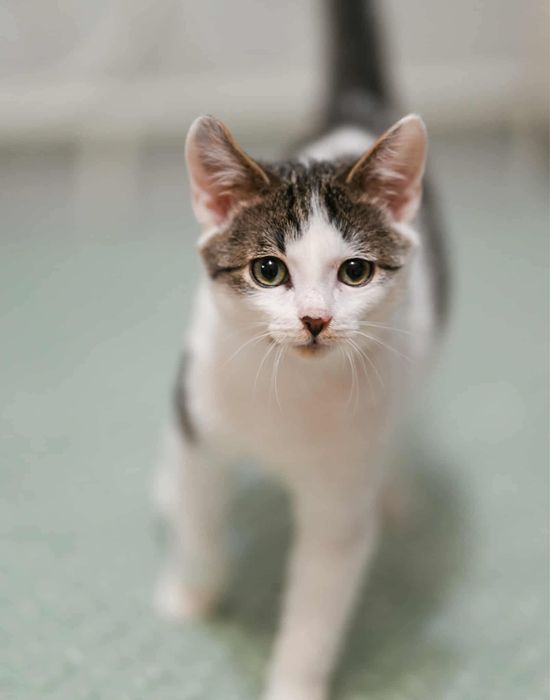 KRIS - slodki kocurek do pokochania!