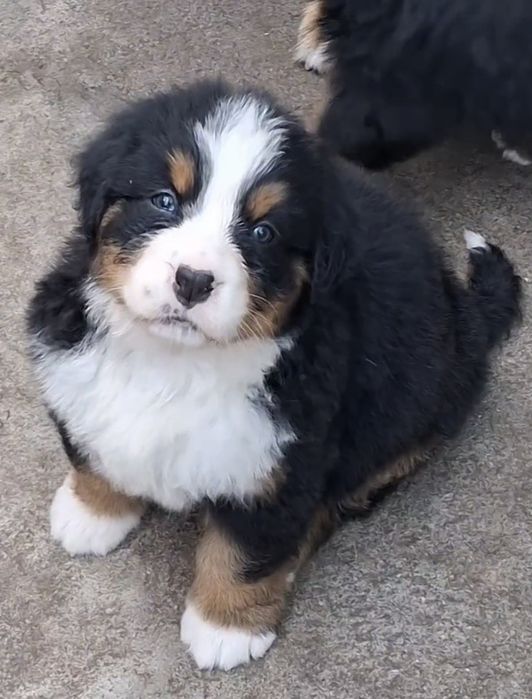 Продам цуценят Бернського Зенненхунда