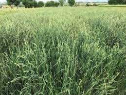 Kupkówka pospolita, nasiona paszowe. WYSYŁKA GRATIS