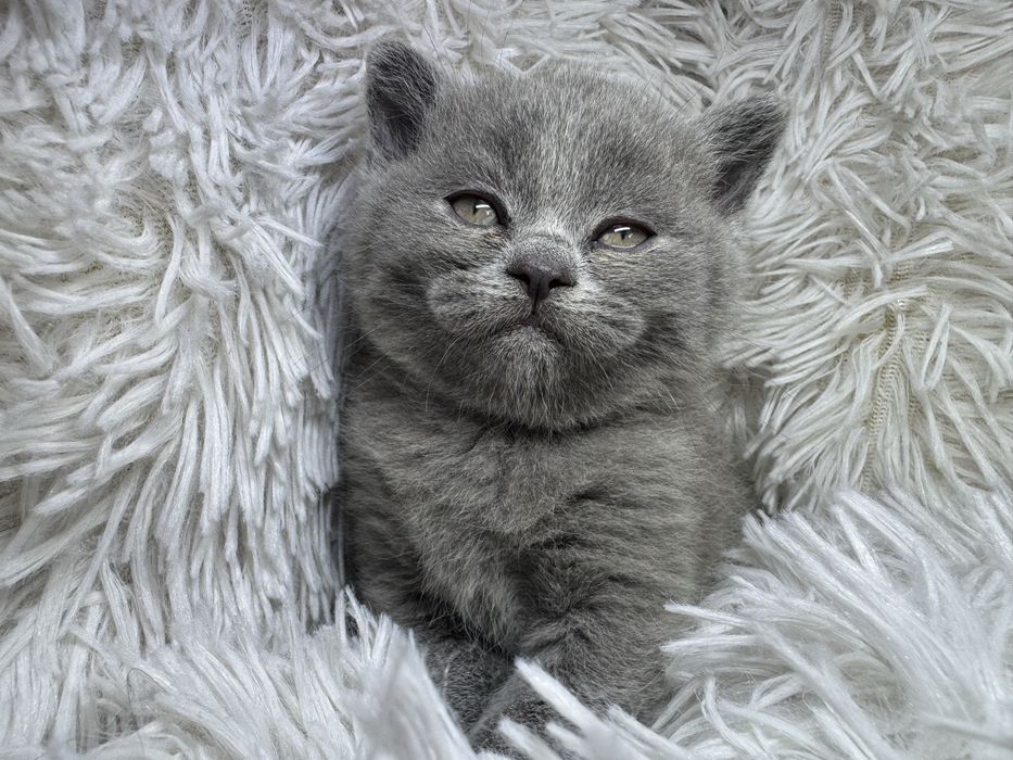 Urocze Kocięta Brytyjskie