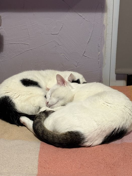 2 koty Ewa i Senya - brat z siostrą