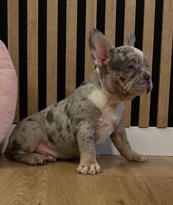 Buldog Francuski blue merle .