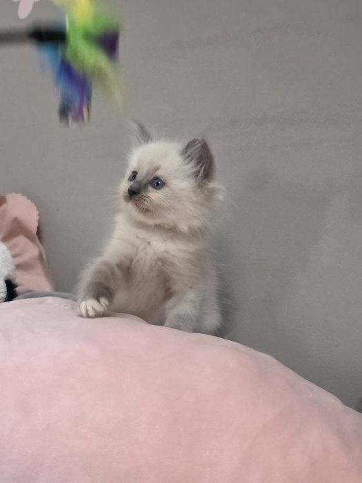 Choco Nat-Heaven*PL - Ragdoll Blue Mitted | Rodowód FIFe FPL