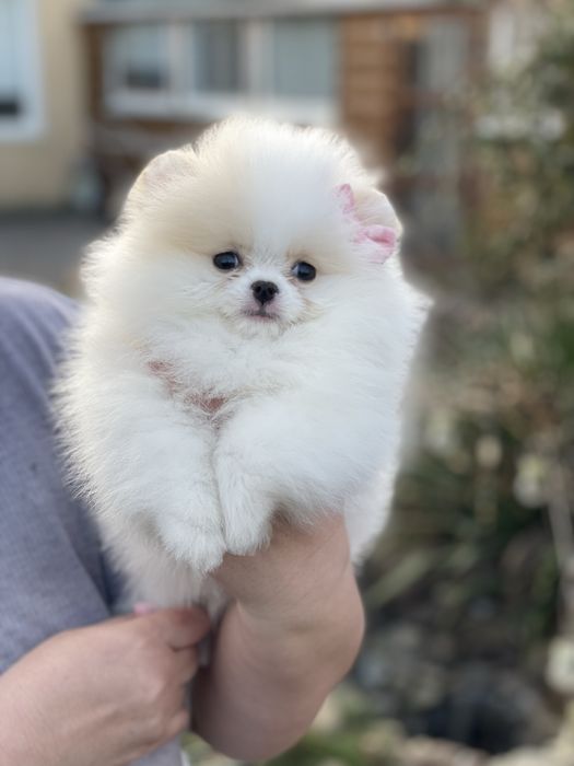 Дівчинка красуня