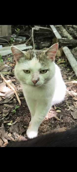 Отдам кота в хорошие руки