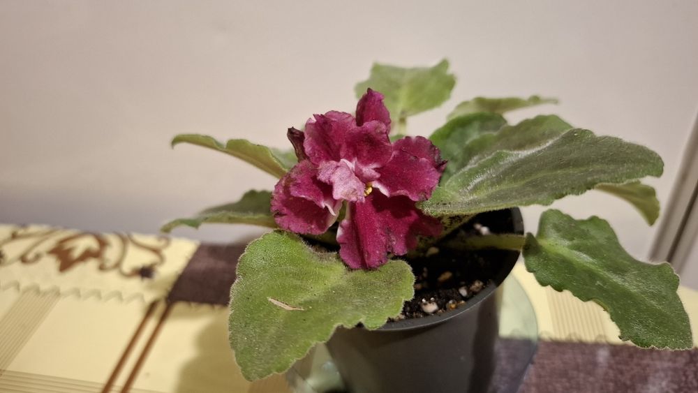 Сенполия(фиалка)