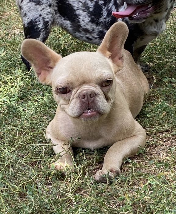Кремова дівчинка в пет улюбленці
