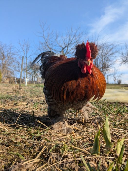 півень молодий півник