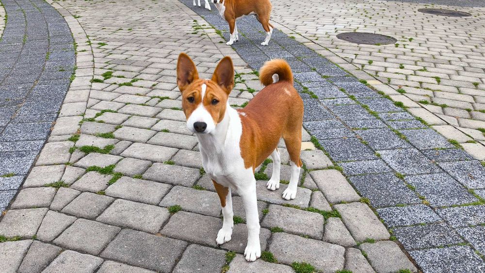 Suczka rasy Basenji Hodowla Frayko FCI