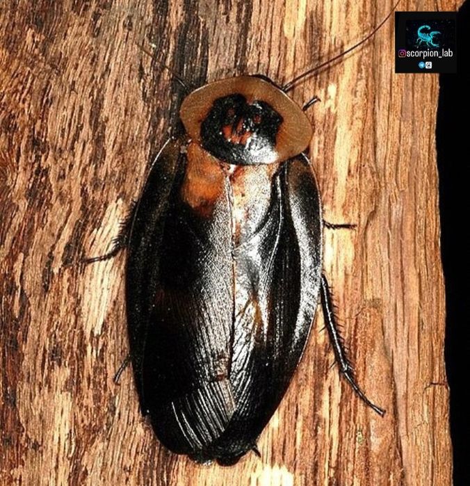 Таракан Blaberus craniifer "Black wing"
