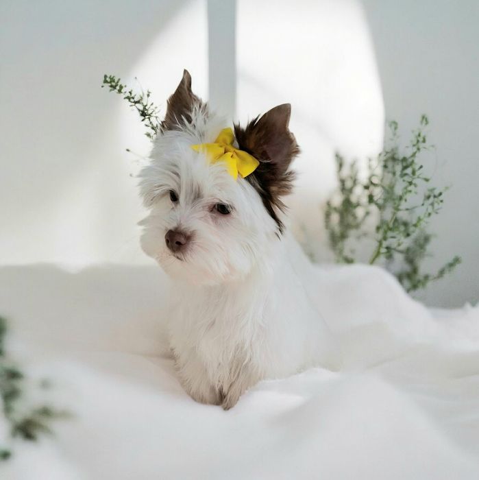 Yorkshire terrier Biro, cudowny śnieżnobiało czekoladowy Opal