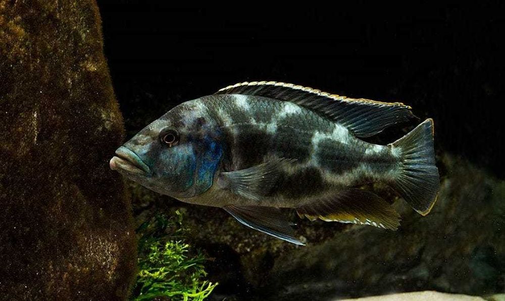 GB MALAWI Pyszczak livingstonii (Nimbochromis livingstonii) 3,5- 5cm
