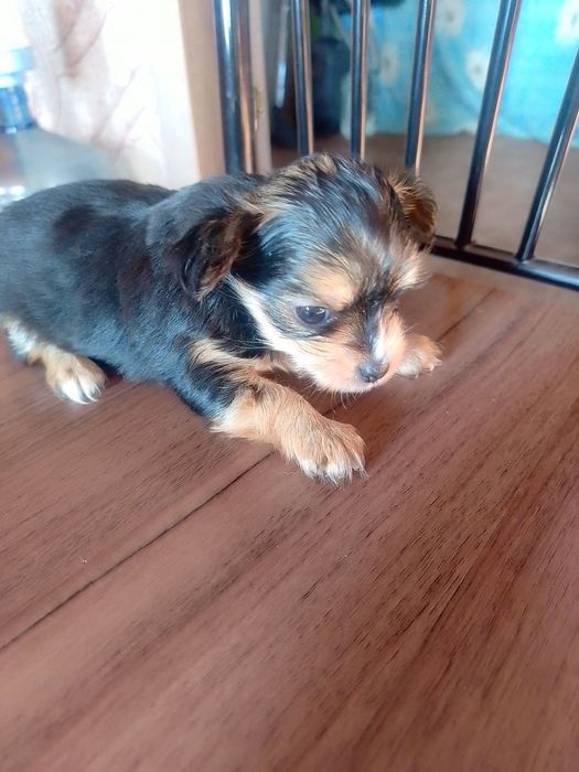 Продам цуценят Йорк