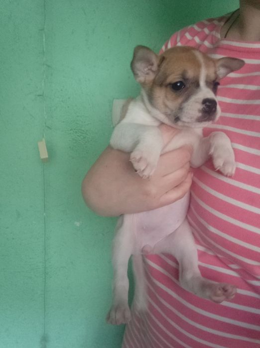 Віддам цуценят в добрі руки.