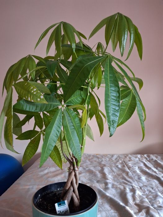 Sprzedam drzewko szczęścia