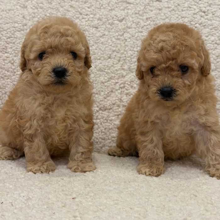 Кукольные две девочки той пудель!