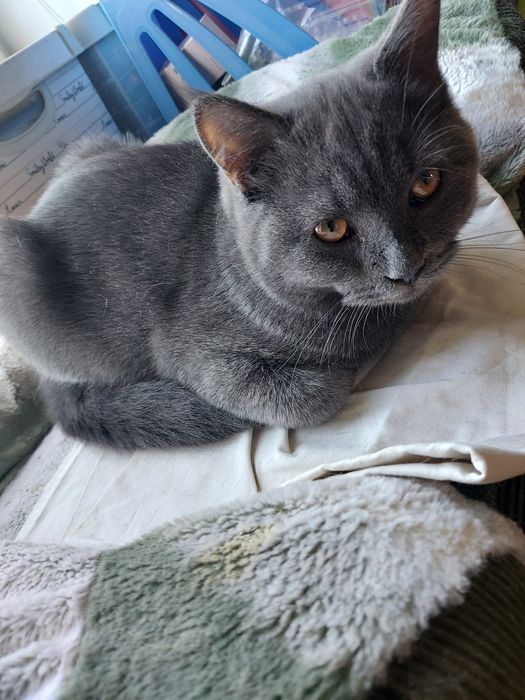 Кошеня  скоттіш фолд, кіт