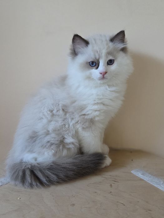 Ragdoll kocurek FPL