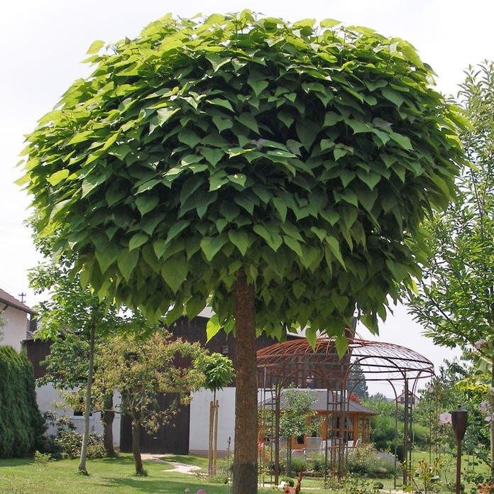 Surmia bigoniowa Nana Katalpa ( catalpa ) 2m+ obwody 8-12cm