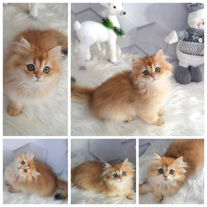 Британські котята золота шиншила котята
